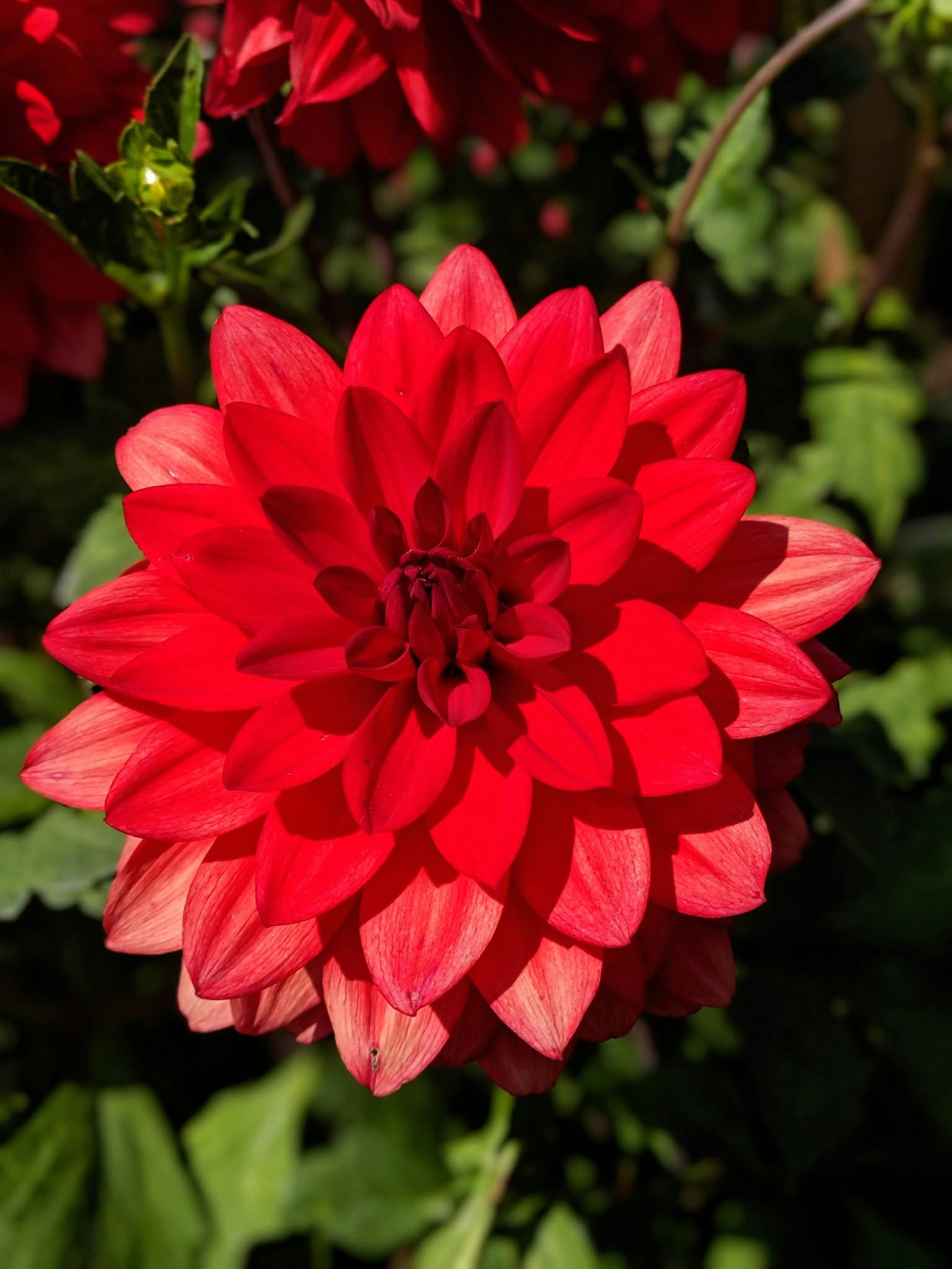 Sommerenergie & Freude Qi Gong